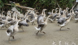 致富经养鹅视频,鹅业养殖，开启财富之门